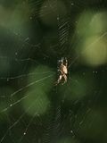 Spider and Web