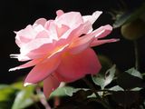 Rose from Side
