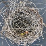 Birds nest righted, from directly above