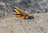 Paper Wasp Stretching Out