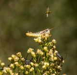 At Least Four Pollinators on the Desert Broom