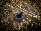 Bells Vireo Nest