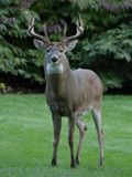 Backyard Deer Returns II