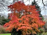 19 Autumns Last Fire