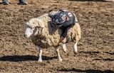 The Sheep Rider