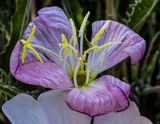 13 Evening Primrose