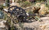 Rare animal and Old Wheels
