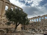Athenas Olive Tree