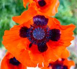 09 Spring Poppy