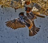 13 Spring Swallow Standoff