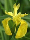 Lemony Dancer