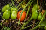 Almost Ripe Tomato