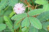 208 Plante sensitive.JPG