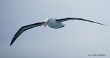 191 Albatros  sourcils noirs.JPG
