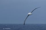 193 Grand albatros.JPG