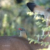 047 Piqueboeuf  bec rouge, Red-billed Oxpecker.JPG