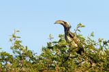 079 Calao  bec noir, African Grey Hornbill.JPG