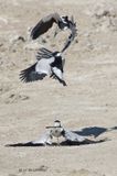 102 Vanneau arm, Blacksmith Lapwing.JPG