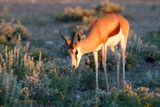 131 Springbok.JPG
