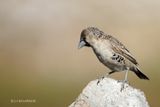 147 Rpublicain social, Sociable Weaver.JPG