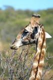 164 Girafe mle.JPG