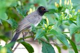258 Bulbul brunoir, African Red-eyed Bulbul.JPG