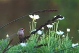 324 Astrild ondul, Common Waxbill.JPG