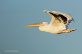 368 Plican blanc, Great White Pelican.JPG