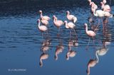 372 Flamant nain, Lesser Flamingo.JPG