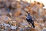427 Traquet montagnard femelle, Mountain Wheatear female.JPG