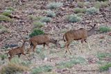 490 Fish River Canyon.JPG