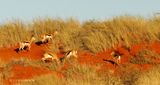 498 Bagatelle Kalahari Game Ranch.JPG