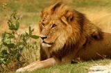 014 Lion mle.jpg