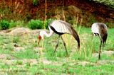 026 Grue caroncule, Wattled Crane.jpg