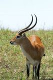 071 Cobe lechwe.jpg