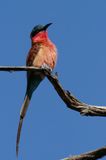 078 Gupier carmin, Southern Carmine Bee-eater.jpg