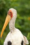 087 Tantale ibis, Yellow-billed Stork.jpg