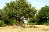 102 Impalas sous le saucissonnier.jpg