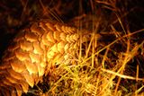 134 Pangolin.jpg