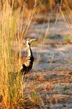 139 Outarde  ventre noir, Black-bellied Bustard.jpg