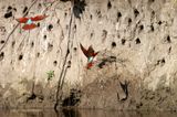 150 Gupier carmin, Southern Carmine Bee-eater.jpg