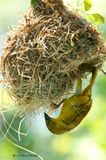 161 Tisserin  lunettes femelle, Spectacled Weaver female.jpg