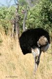 184 Autruche dAfrique mle, Common Ostrich male.jpg