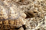 185 Tortue lopard.jpg