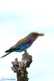 209 Rollier  longs brins, Lilac-breasted Roller.jpg