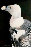 005 Condor des Andes - Andrean Condor, Zoo de la Palmyre.JPG