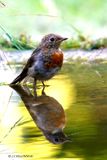 232 Rougegorge familier juvnile-European Robin juvenile.JPG