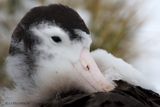 091 Albatros hurleur- Snowy Albatross.JPG
