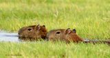 014.1 Capybaras.jpg