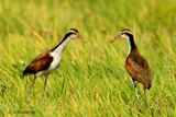 018.1 Jacanas noirs juvniles.jpg